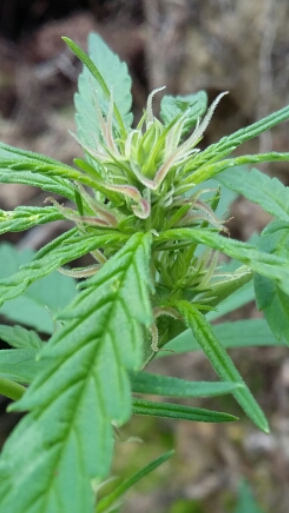 2016-08-06 18.58.02.jpg