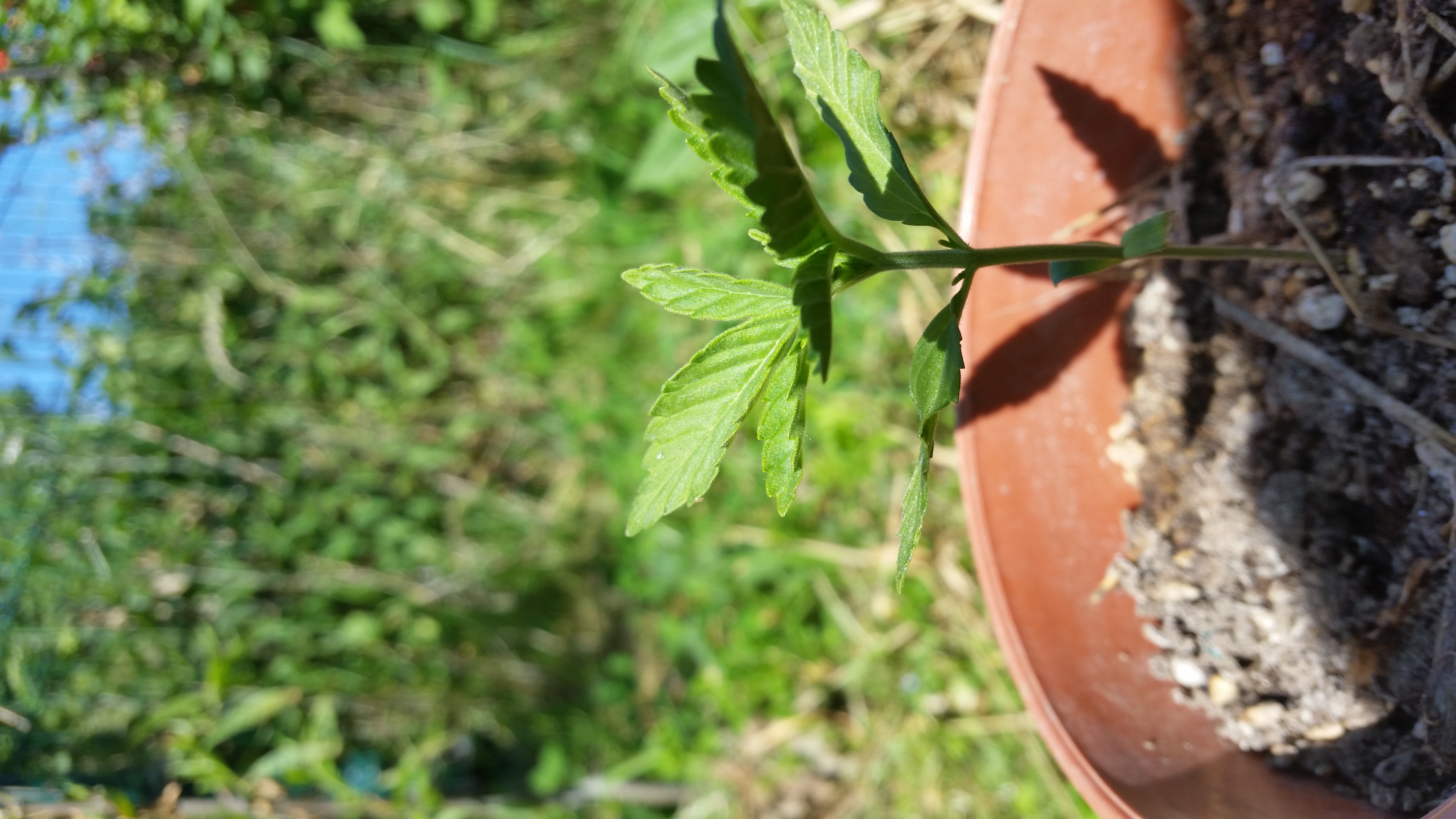 20170529_154830[1].jpg