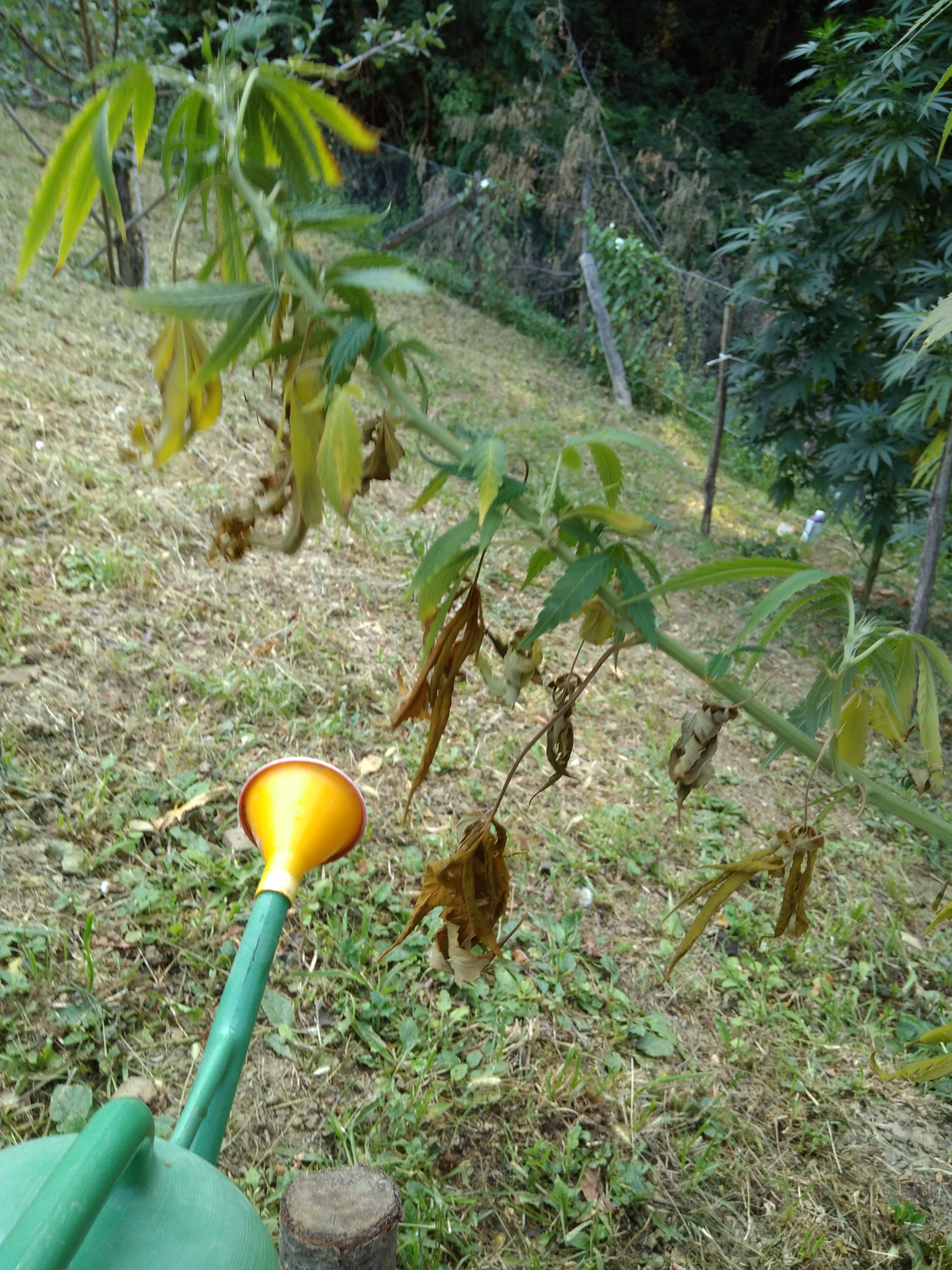 IMG_20170827_094351.jpg