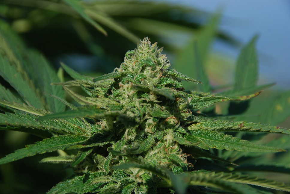 DSC_0003 - Kopija.JPG