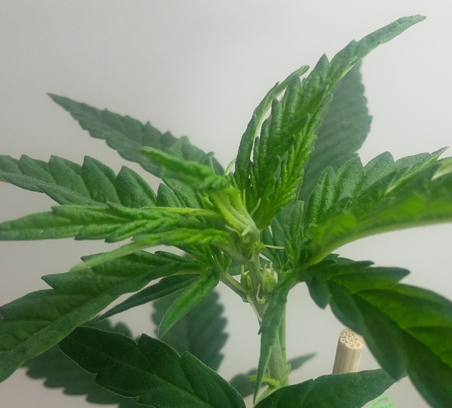 sativa-laski.jpg